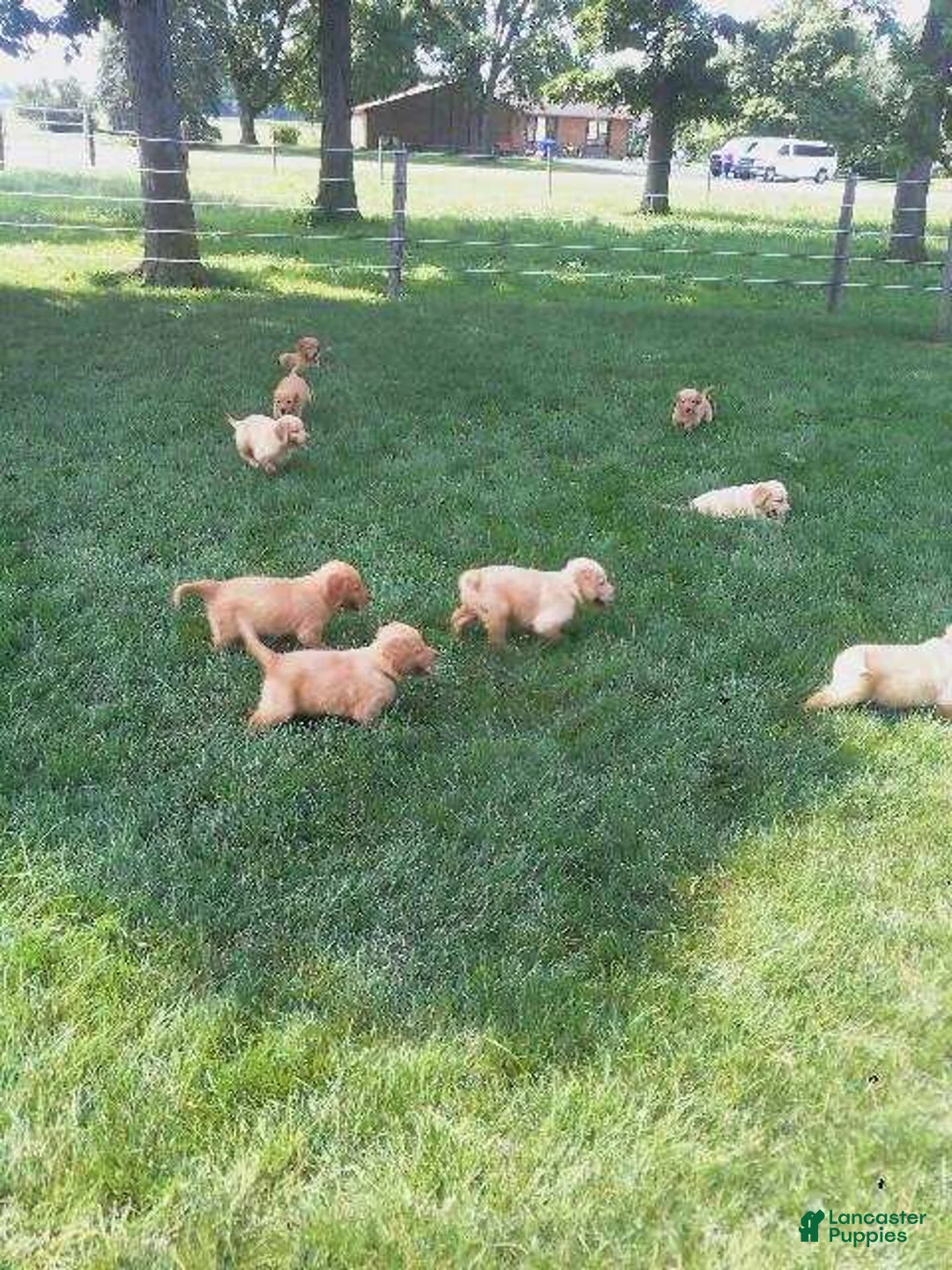 Golden Retriever dogs for sale: Tank - Ad 1
