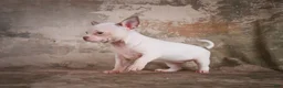 Chihuahua dogs for sale: Emmy - Ad 11