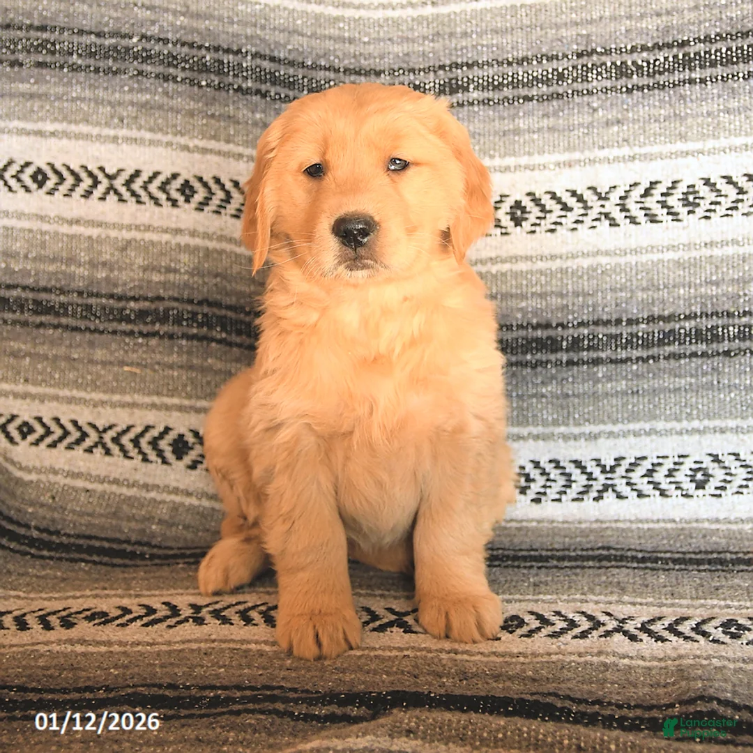 Golden Retriever dogs for sale: Fiona - Ad 1