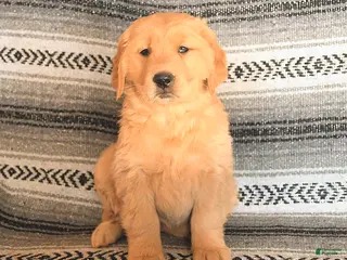 Golden Retriever dogs Fiona - Ad 39