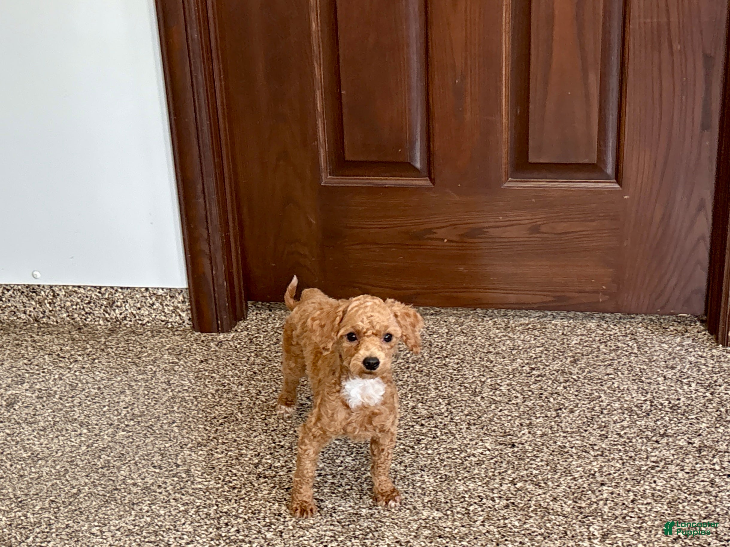 Maltipoo dogs Morty - Ad 2