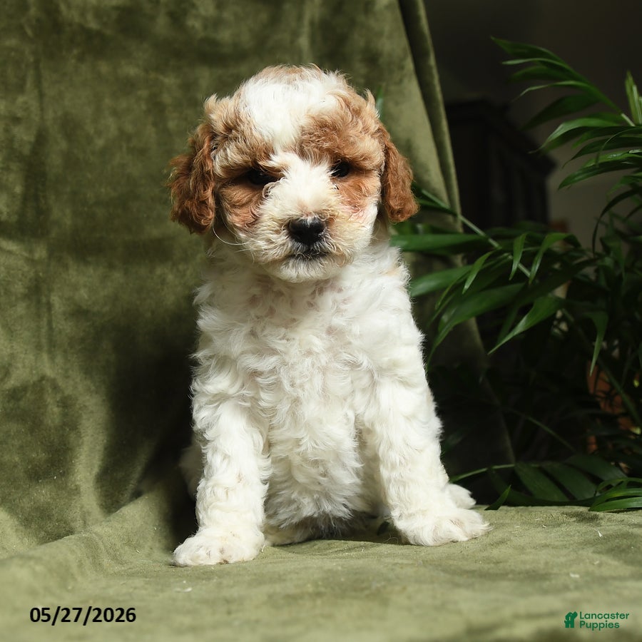 Miniature Poodle dogs Betrice - Ad 1