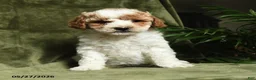 Miniature Poodle dogs for sale: Betrice - Ad 1