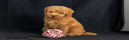 Mini Goldendoodle dogs for sale: Dorthy - Ad 5