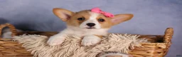 Welsh Corgi Pembroke dogs for sale: Callie  - Ad 15