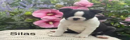 Boston Terrier dogs for sale: Silas - Ad 1