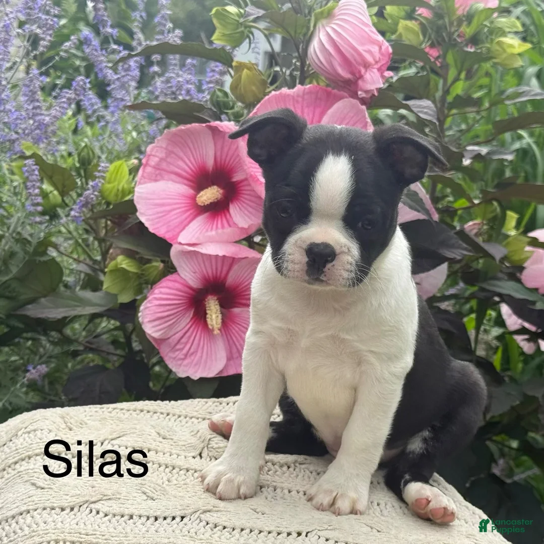 Boston Terrier dogs for sale: Silas - Ad 1