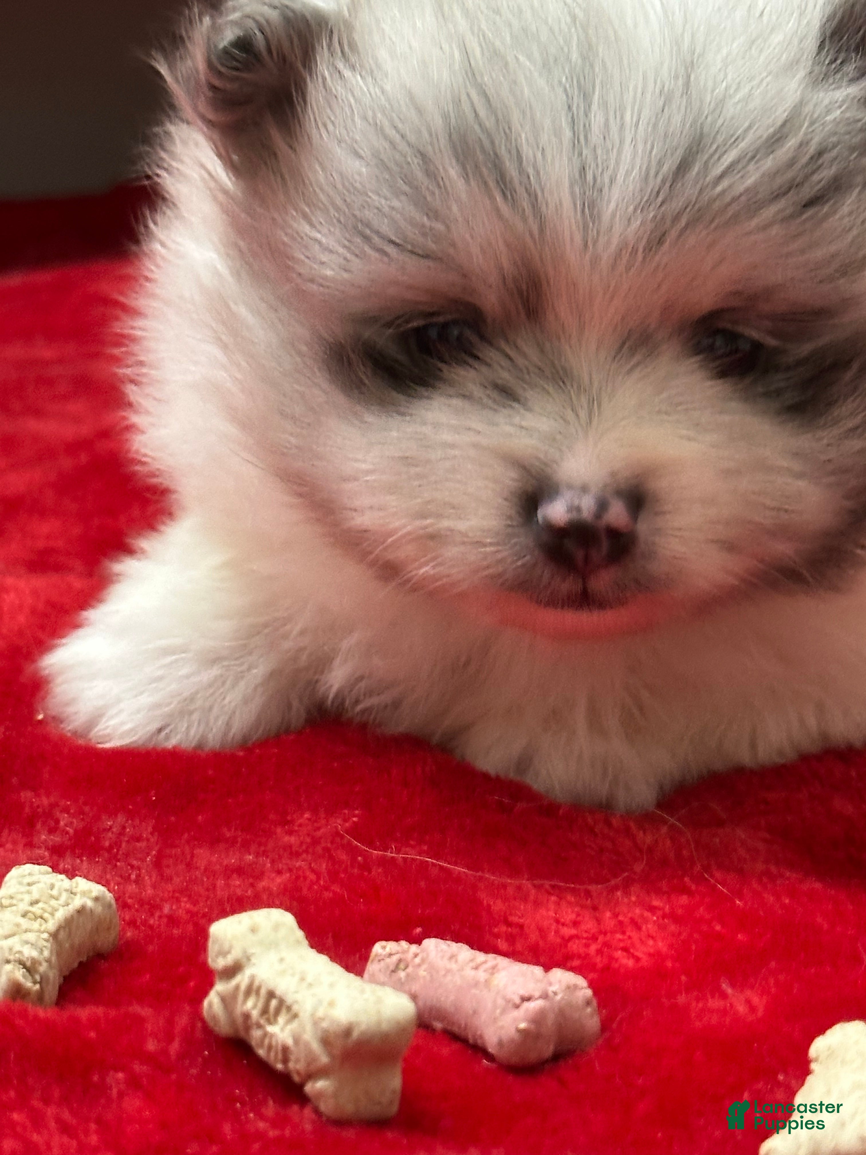 Pomeranian dogs Blue Merle Parti Girl 5 weeks - Ad 12