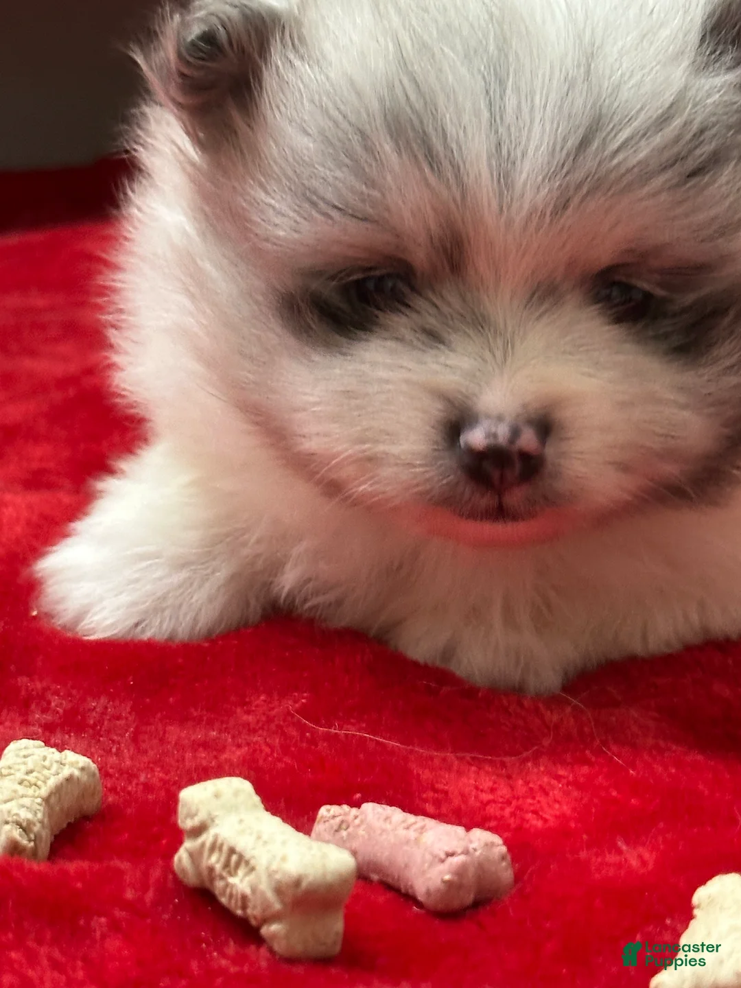 Pomeranian dogs for sale: Blue Merle Parti Girl 5 weeks - Ad 1
