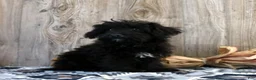 Yochon dogs for sale: Rosco - Ad 2