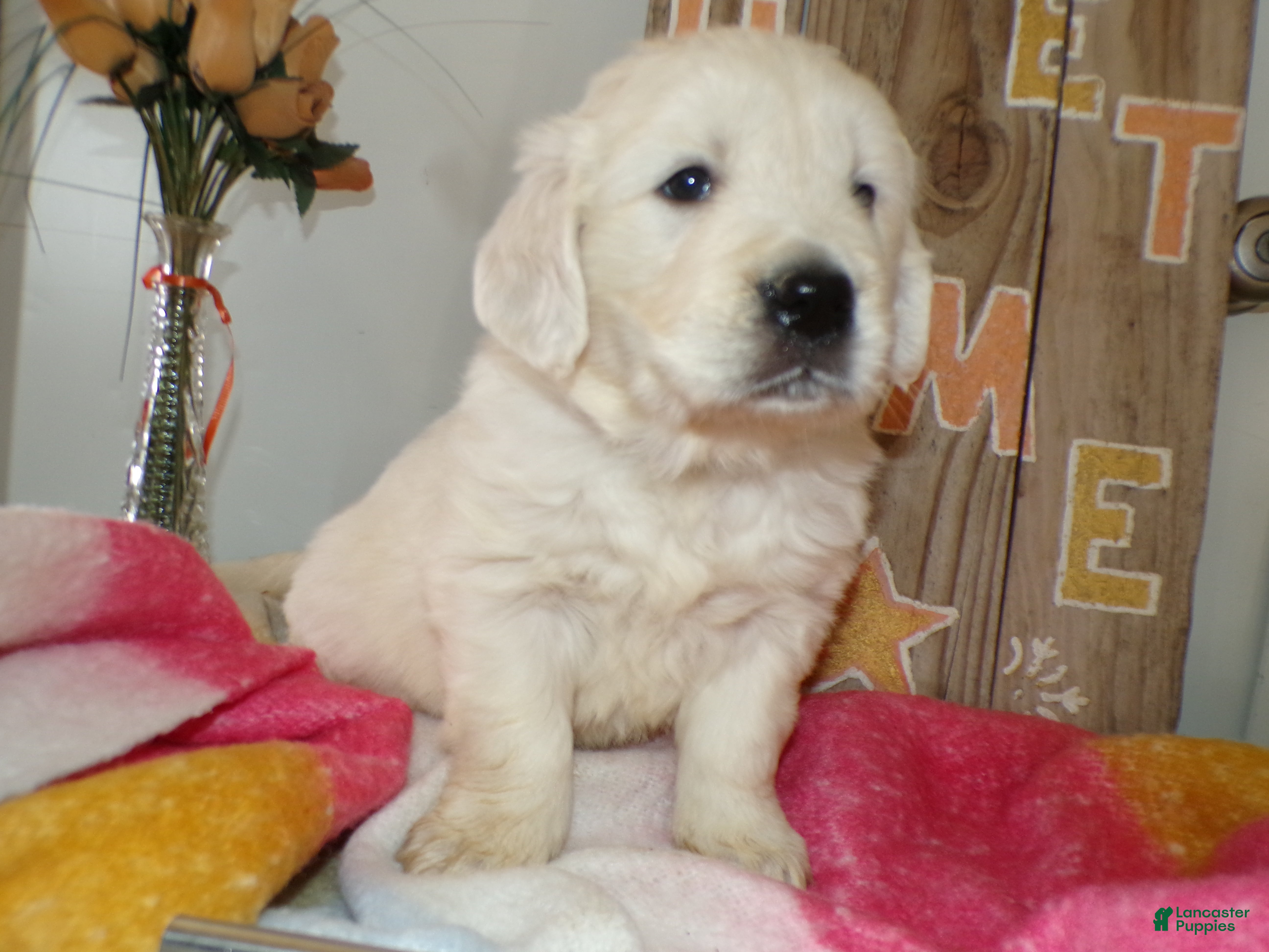 Golden Retriever dogs Golden Retriever Puppy 2 Karen - Ad 16