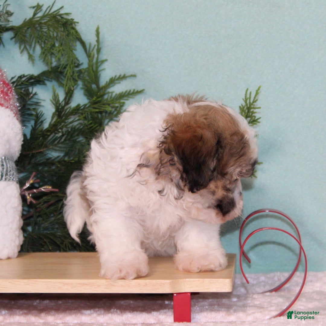 Teddy Bear dogs for sale: Kringle - Ad 3