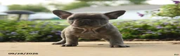 French Bulldog dogs for sale: Winnie - Ad 5