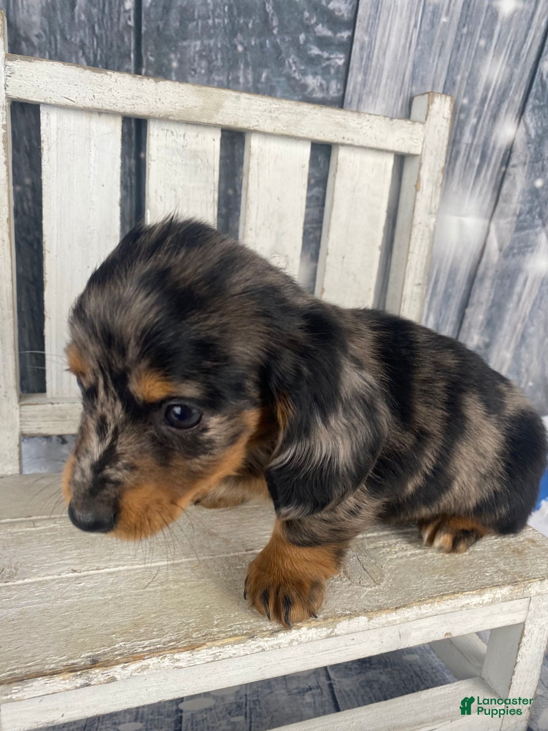 Miniature Dachshund dogs for sale: Donna - Ad 10