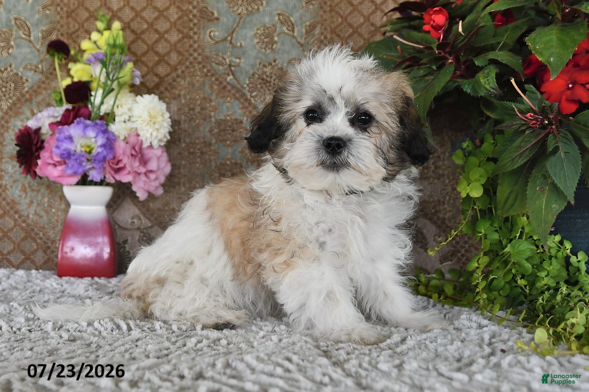 Teddy Bear dogs for sale: Otis - Ad 1