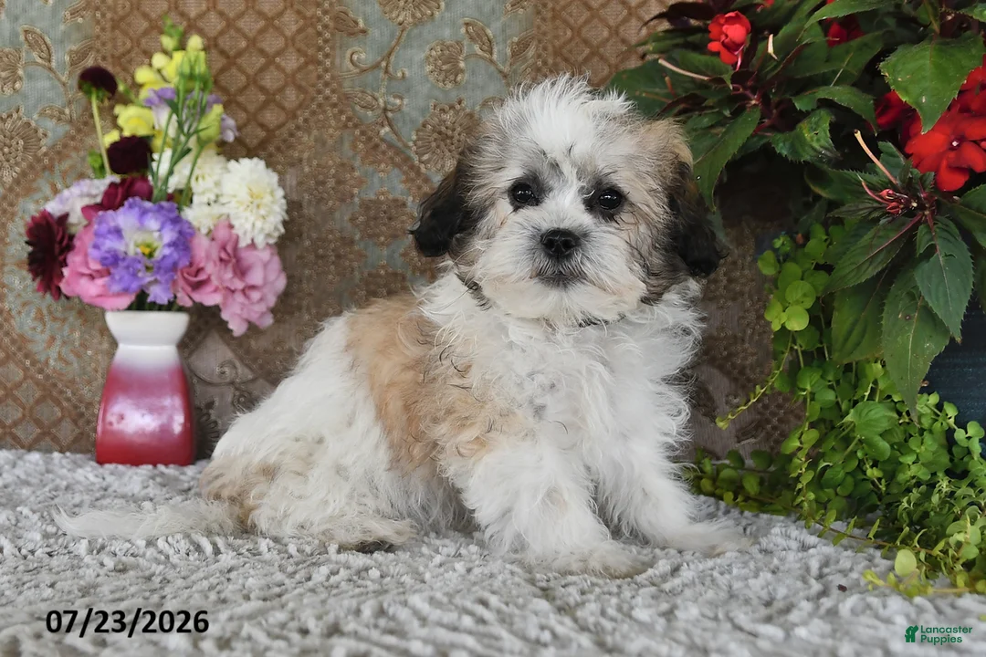 Teddy Bear dogs for sale: Otis - Ad 1