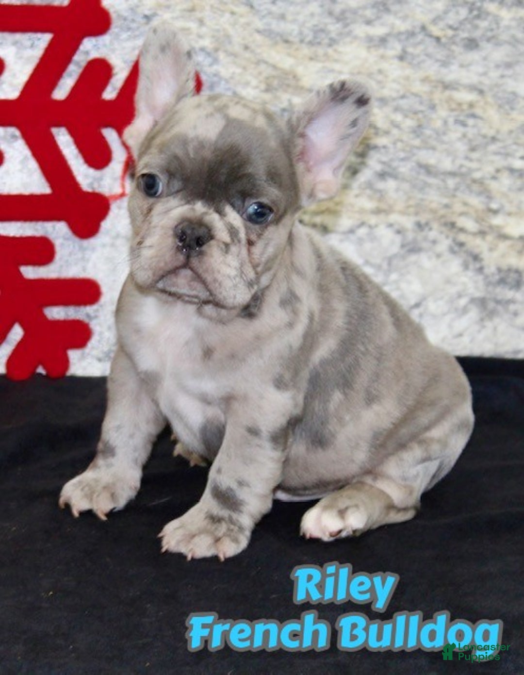 French Bulldog dogs for sale: Riley - Ad 1
