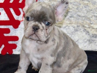 French Bulldog dogs Riley - Ad 13