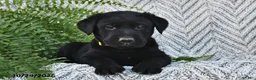 Labrador Retriever dogs for sale: Terry  - Ad 1