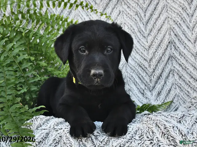 Labrador Retriever dogs for sale: Terry - Ad 1