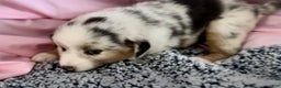 Australian Shepherd dogs for sale: Australian Shepherd Puppy 3 - Ad 3