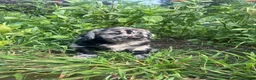 Mixed Breed dogs for sale: Luke - Ad 3