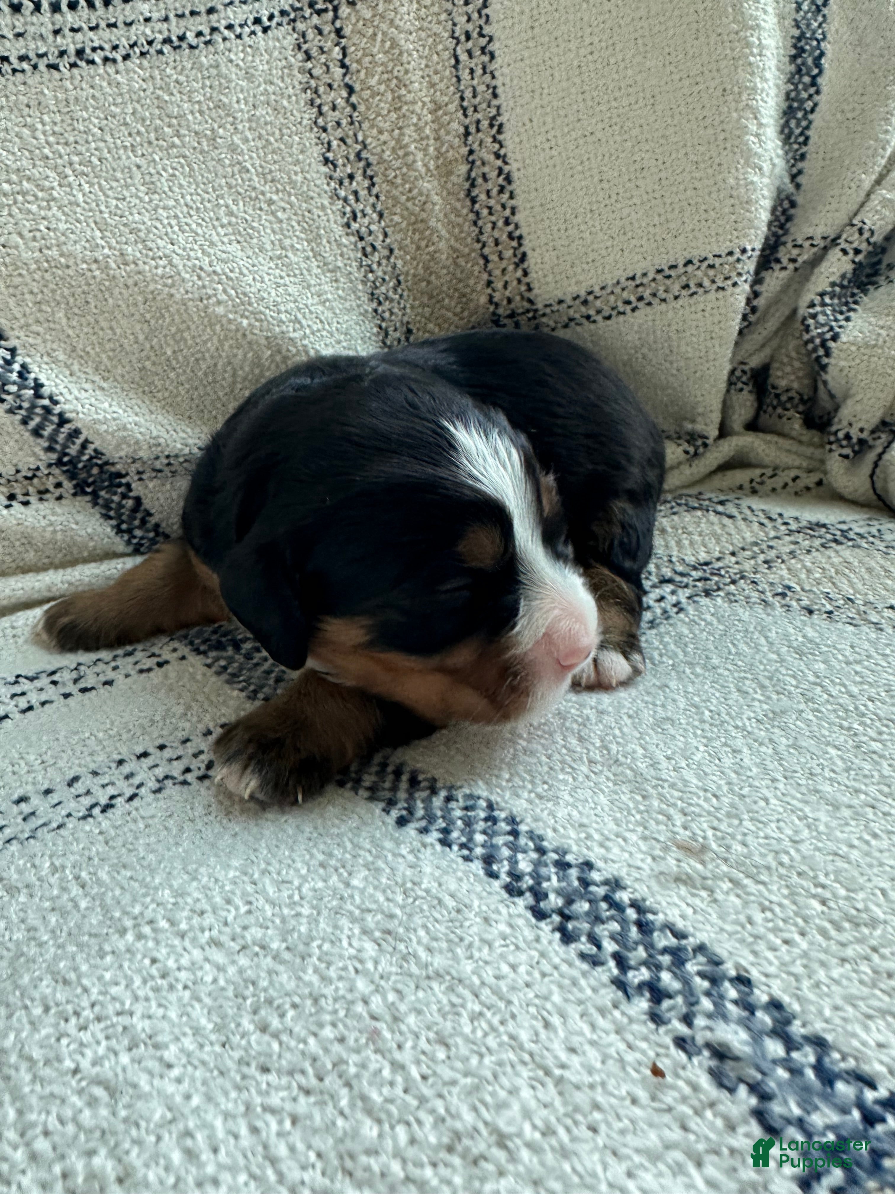 Miniature Bernese Mountain Dog dogs Miniature Bernese Mountain Dog Puppy 5 - Ad 5