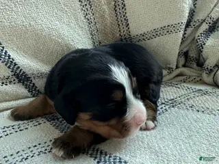 Miniature Bernese Mountain Dog dogs Miniature Bernese Mountain Dog Puppy 5 - Ad 1