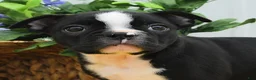 Boston Terrier dogs for sale: Bun Bun - Ad 4