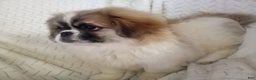 Pekingese dogs for sale: Tao - Ad 10