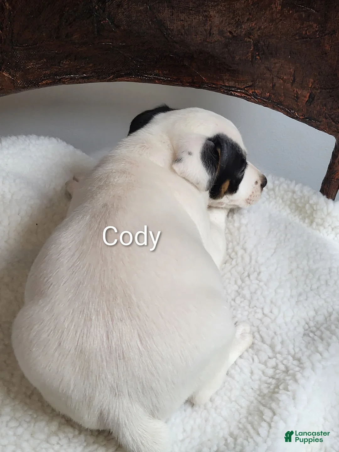 Jack Russell Terrier dogs for sale: Jack Russell Terrier 1 - Ad 2