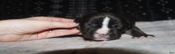 American Bully dogs for sale: Spunk - Ad 7