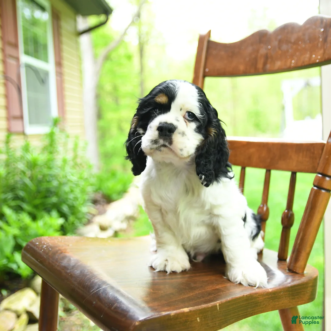 Cocker Spaniel dogs for sale: Blackjack - Ad 2