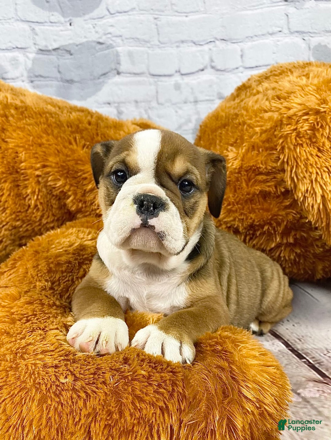 Gallery Image {{count}}