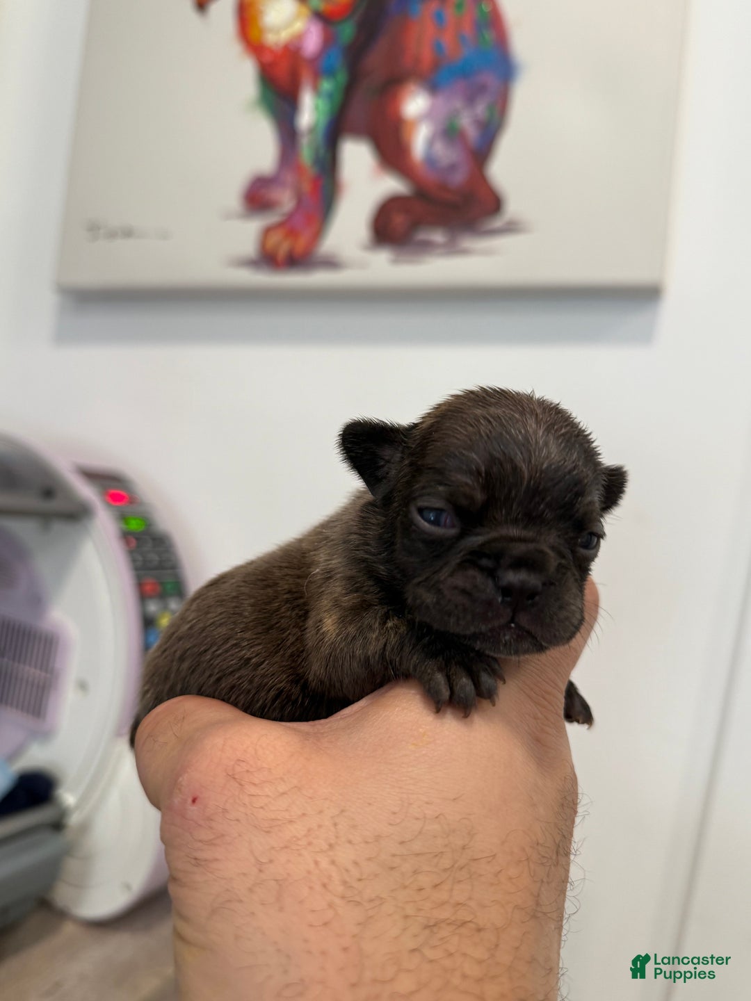 French Bulldog dogs for sale: Reeses  - Ad 2