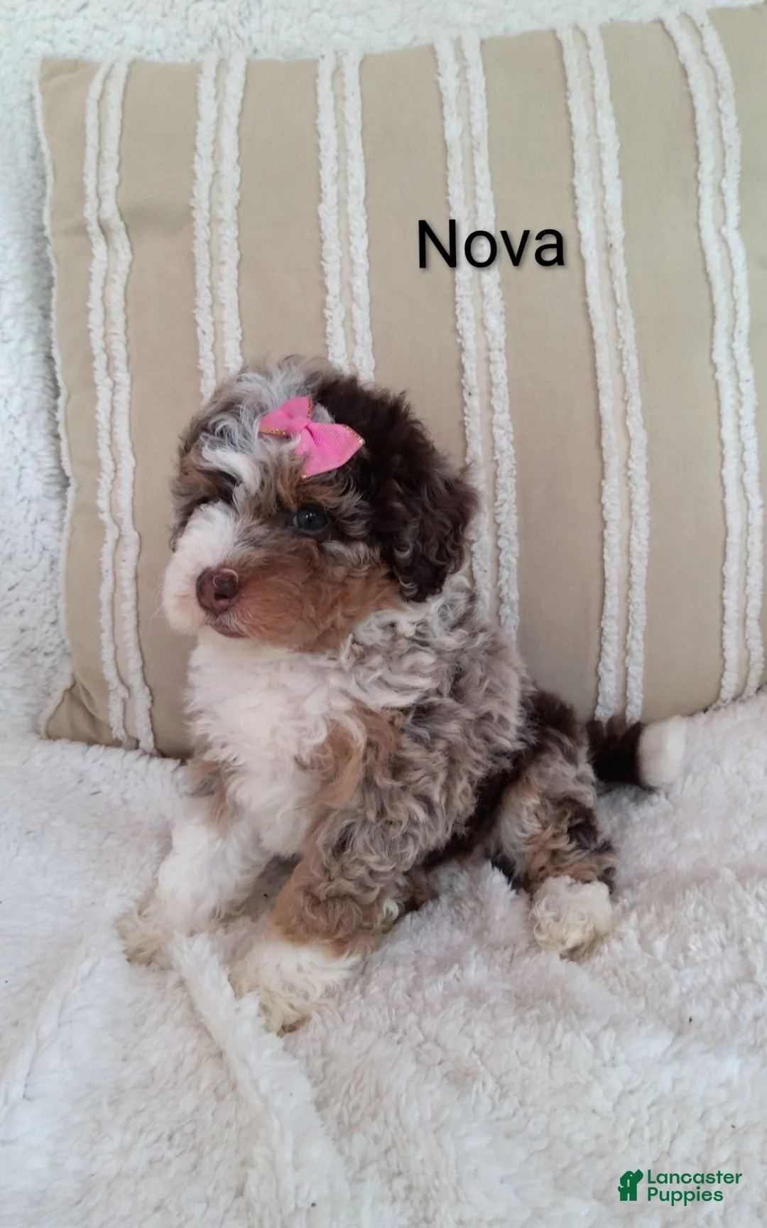 Mini Bernedoodle dogs for sale: Mini Bernedoodle 4 - Ad 1