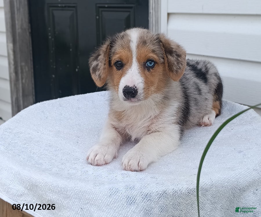 Welsh Corgi Pembroke dogs Tonya - Ad 2