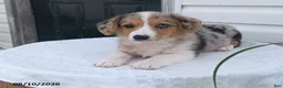 Welsh Corgi Pembroke dogs for sale: Tonya - Ad 2
