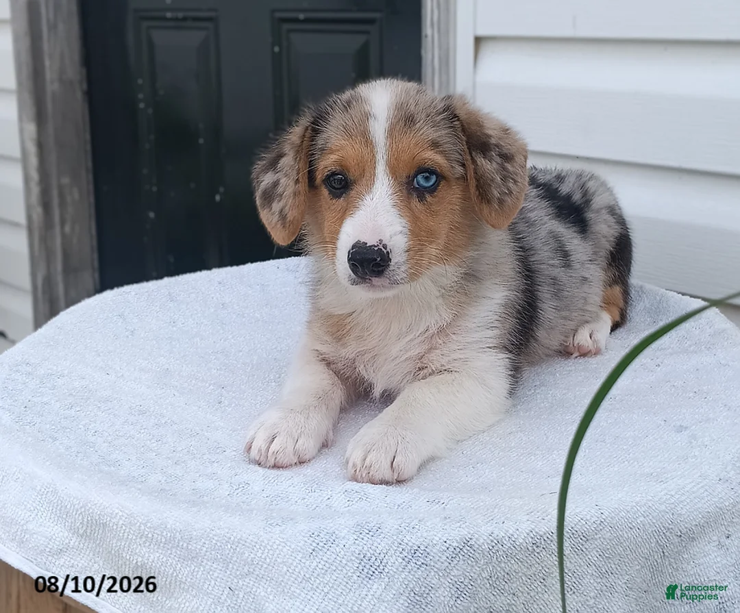 Welsh Corgi Pembroke dogs for sale: Tonya - Ad 2