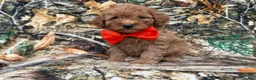 Cavapoo dogs for sale: Archie - Ad 7