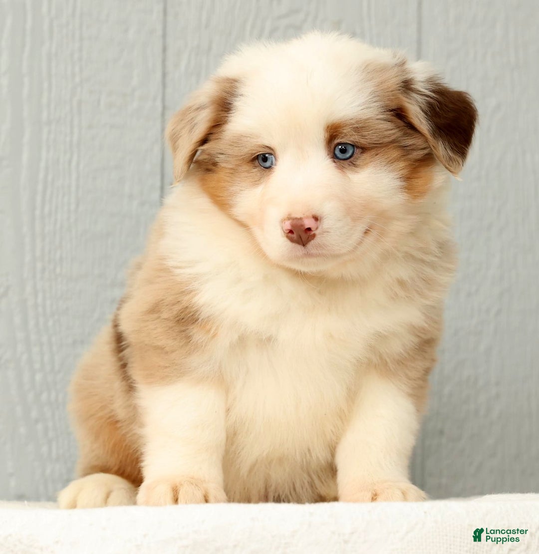 Australian Shepherd dogs for sale: Earl - Ad 7