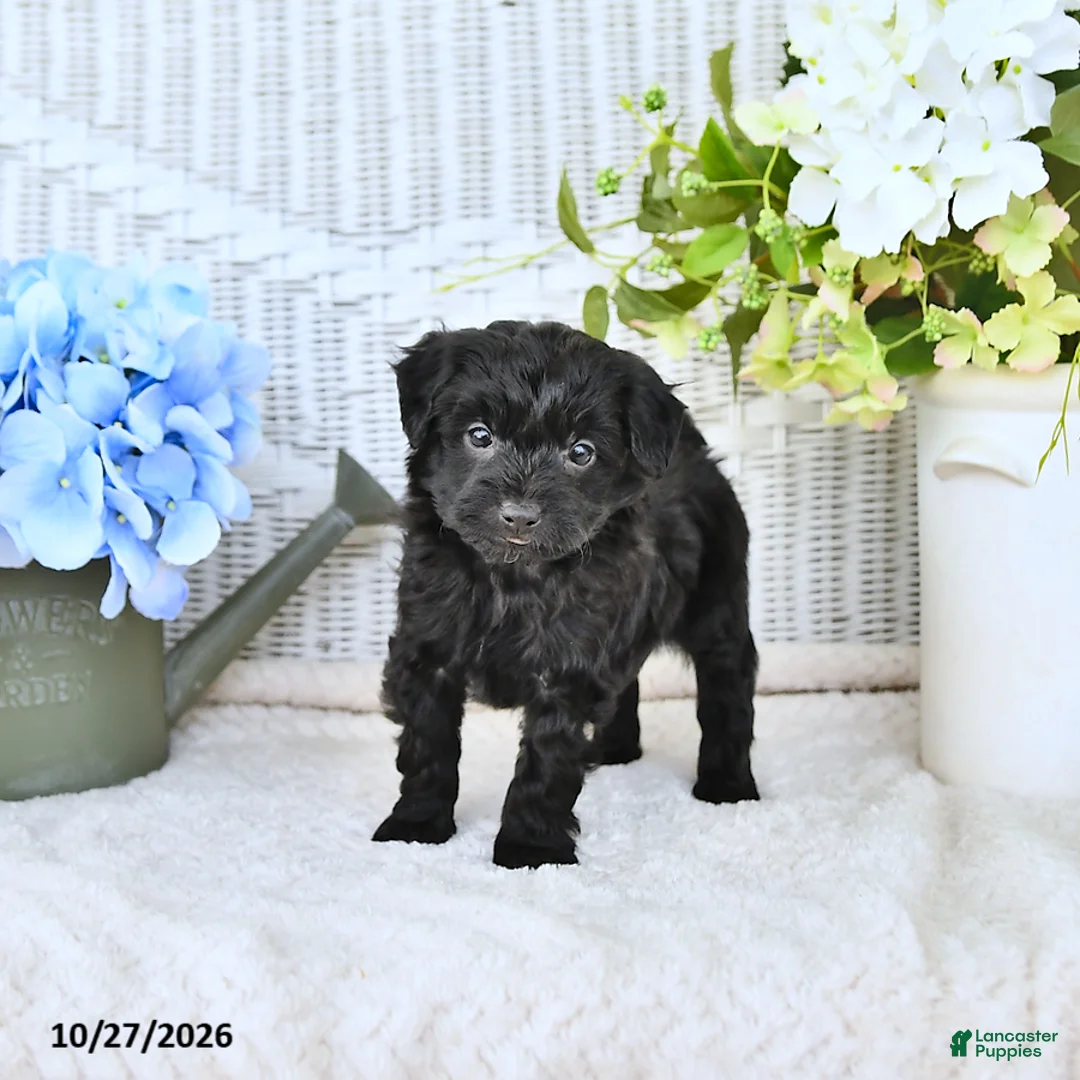 Mini Aussiedoodle dogs for sale: Jasper - Ad 2