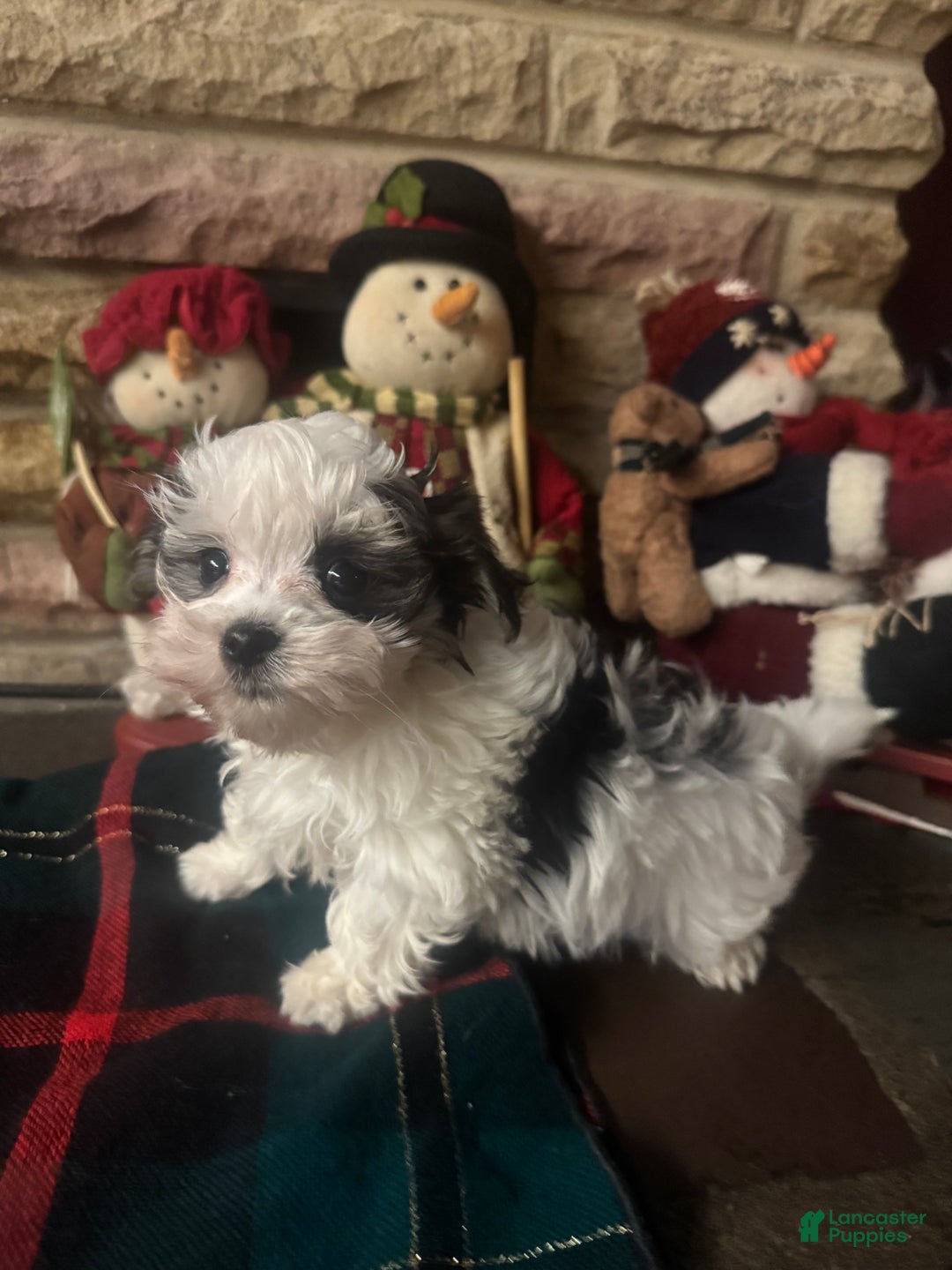 Morkie dogs for sale: Morkie Puppy 3 - Ad 4
