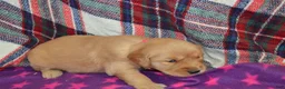Golden Retriever dogs for sale: Mandy - Ad 7