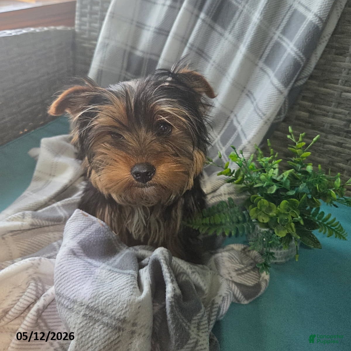 Yorkshire Terrier dogs Junior - Ad 1
