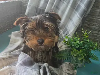 Yorkshire Terrier dogs for sale: Junior - Ad 4