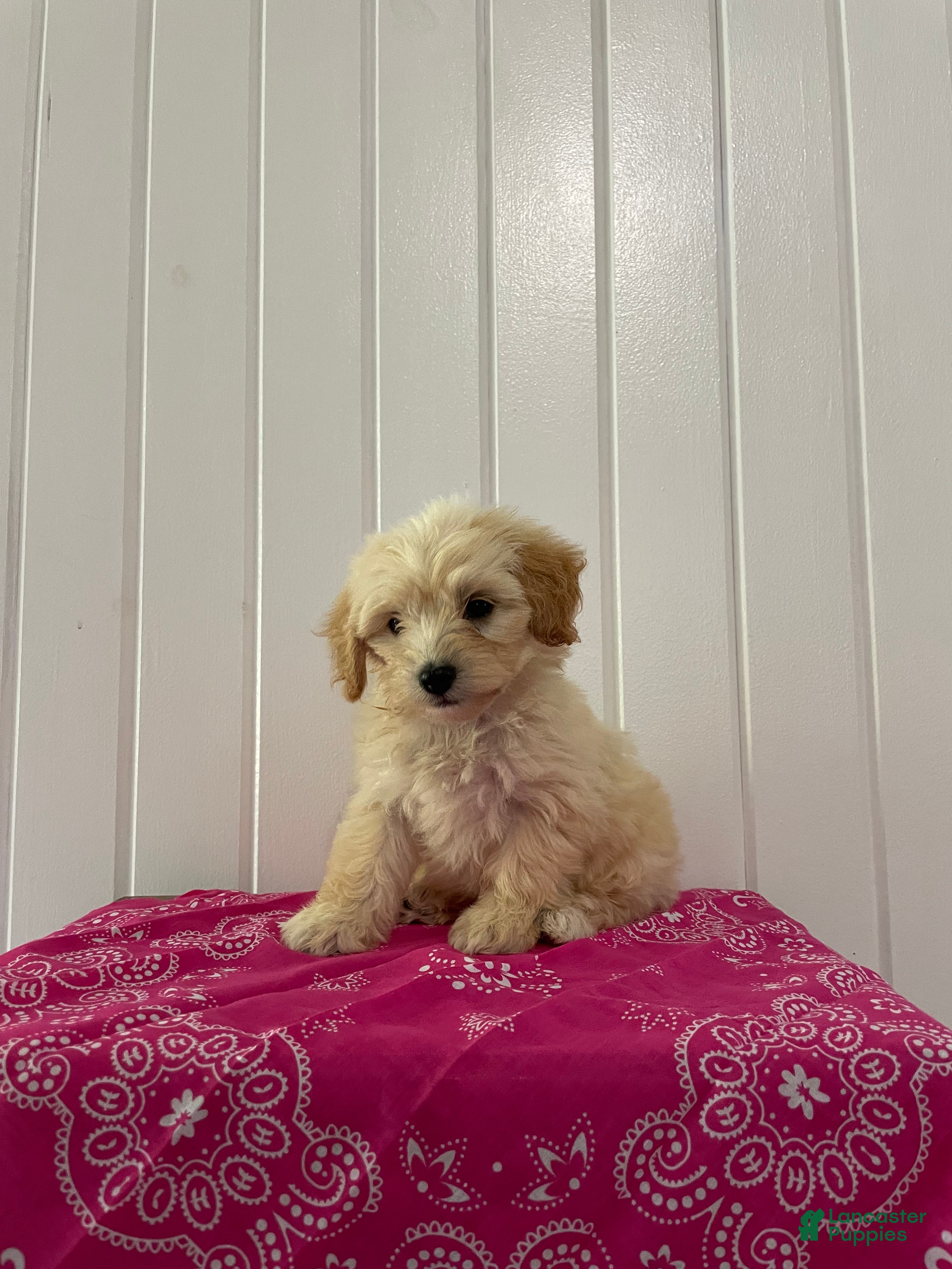 Maltipoo dogs Daisy - Ad 1