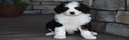 Mini Bernedoodle dogs for sale: Jazzie - Ad 17