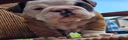 English Bulldog dogs for sale: Burrito - Ad 7