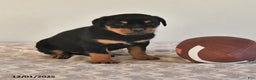 Rottweiler dogs for sale: Nadine - Ad 4